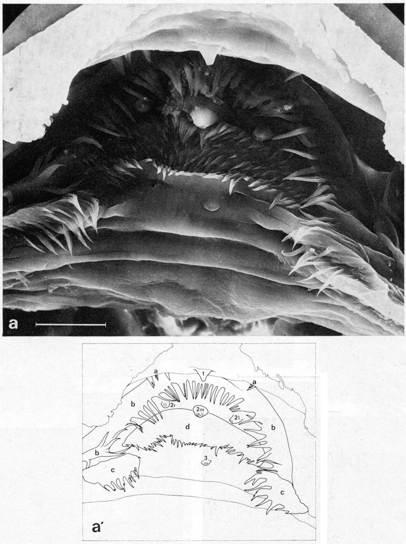 Espce Euchirella messinensis - Planche 24 de figures morphologiques