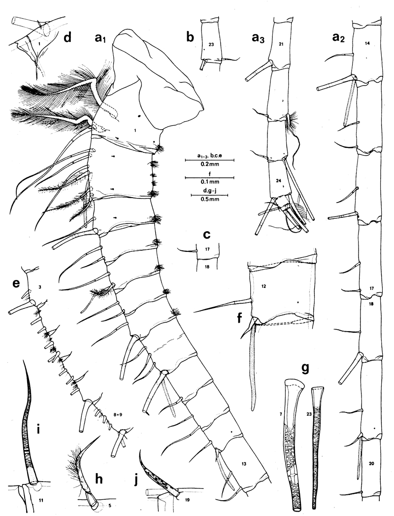 Species Euchirella messinensis - Plate 28 of morphological figures