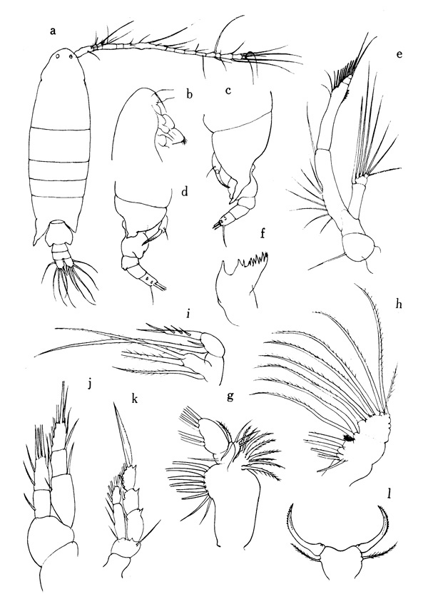 Species Paracartia africana - Plate 1 of morphological figures
