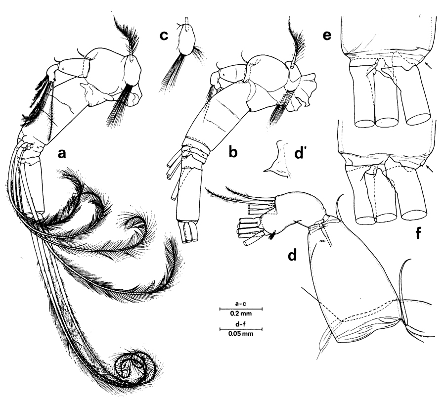 Espèce Euchirella messinensis - Planche 31 de figures morphologiques