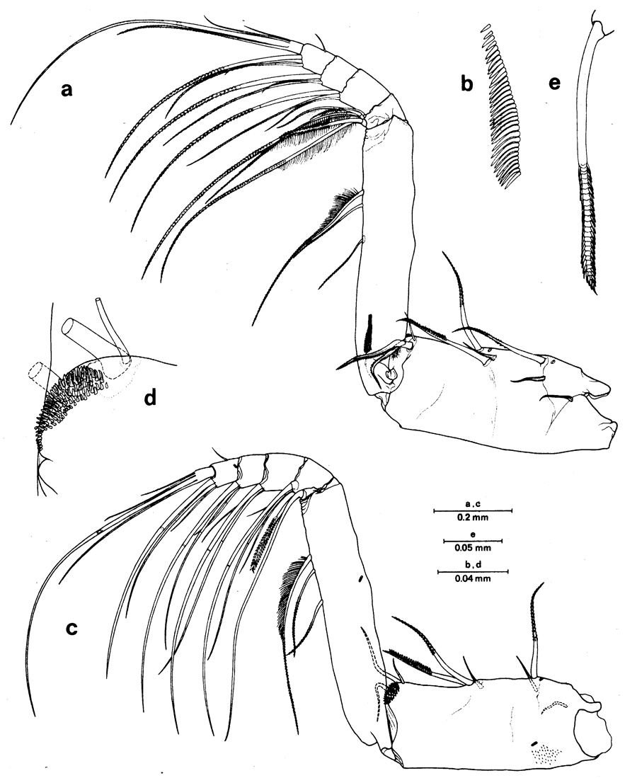 Espèce Euchirella messinensis - Planche 36 de figures morphologiques