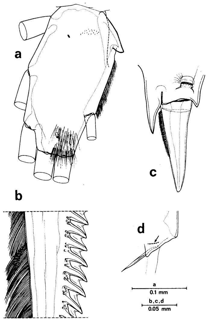 Espèce Euchirella messinensis - Planche 39 de figures morphologiques
