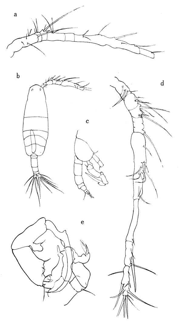 Species Paracartia africana - Plate 2 of morphological figures