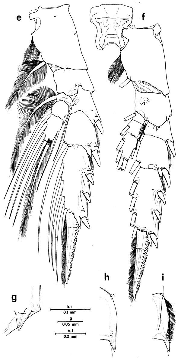 Espèce Euchirella messinensis - Planche 40 de figures morphologiques