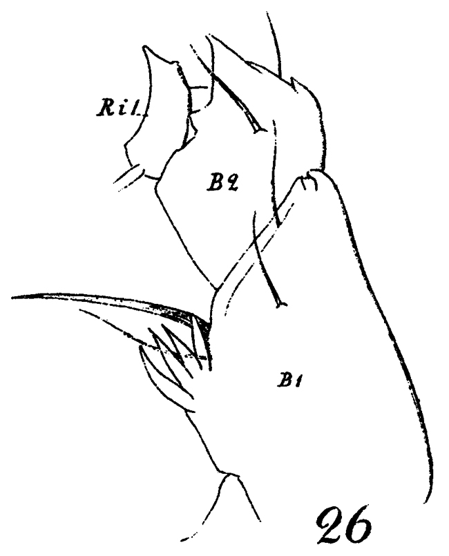 Espèce Euchirella bella - Planche 16 de figures morphologiques
