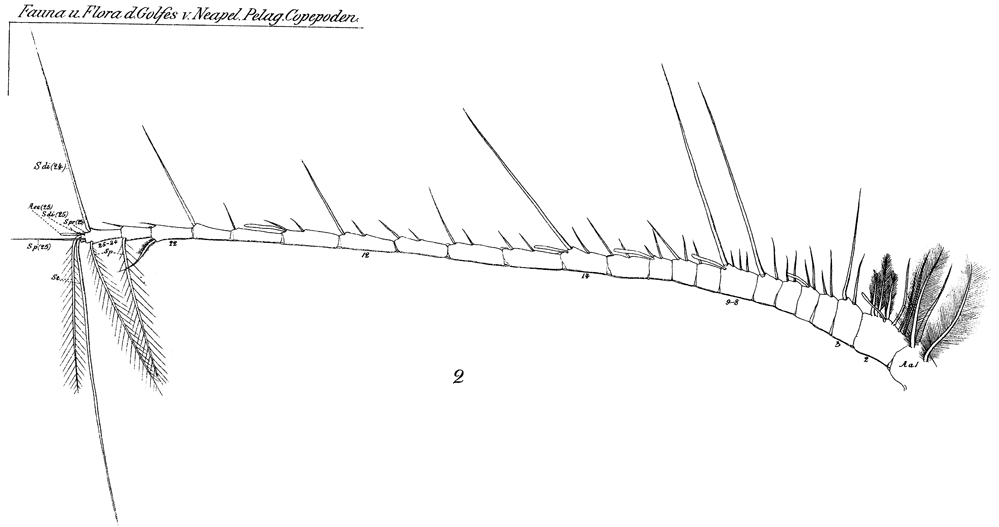 Espèce Euchirella messinensis - Planche 44 de figures morphologiques