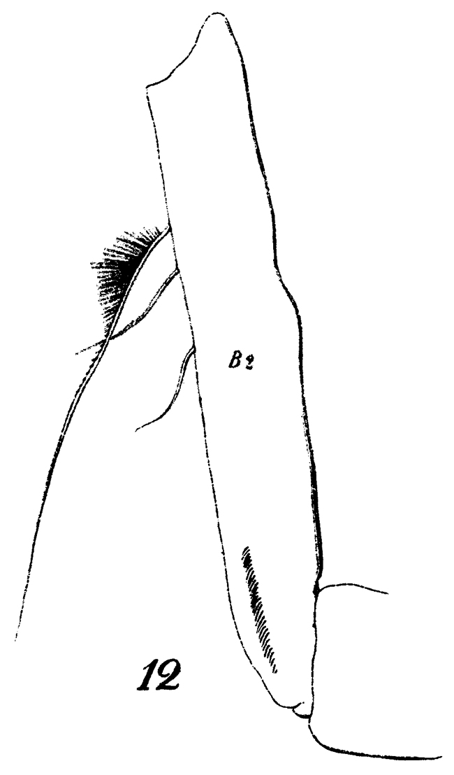 Espce Euchirella messinensis - Planche 47 de figures morphologiques