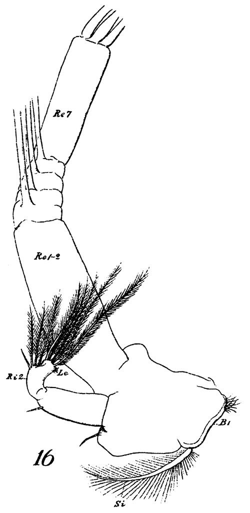 Espèce Euchirella messinensis - Planche 45 de figures morphologiques