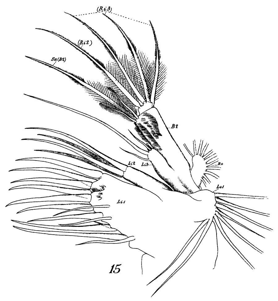 Espce Euchirella messinensis - Planche 46 de figures morphologiques