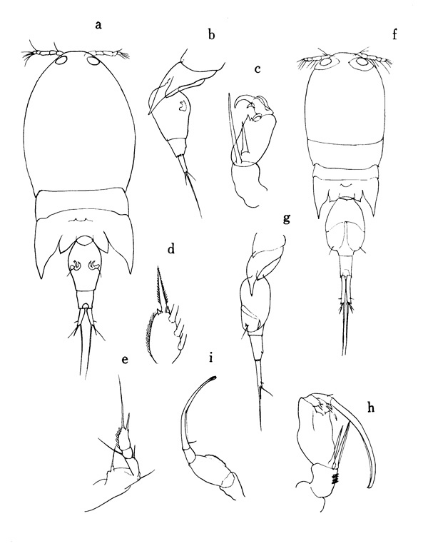 Species Corycaeus (Onychocorycaeus) pacificus - Plate 1 of morphological figures