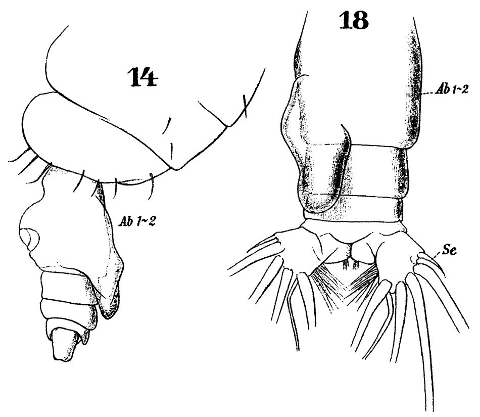 Espce Euchirella messinensis - Planche 49 de figures morphologiques
