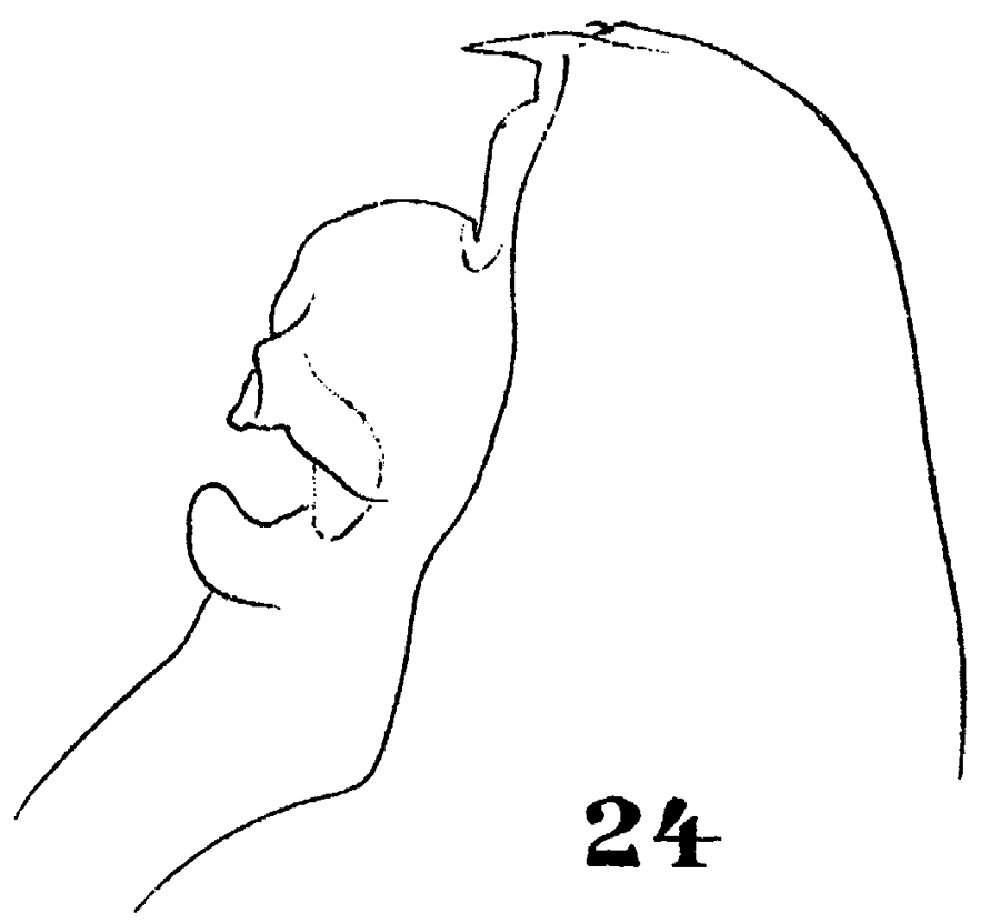 Espèce Euchirella messinensis - Planche 43 de figures morphologiques