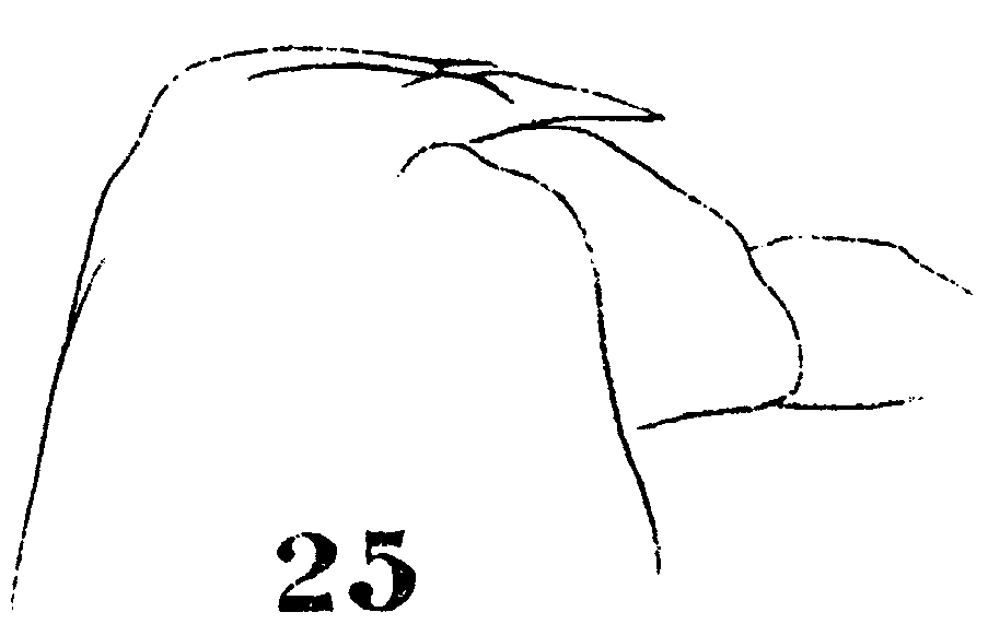Espèce Euchirella messinensis - Planche 50 de figures morphologiques