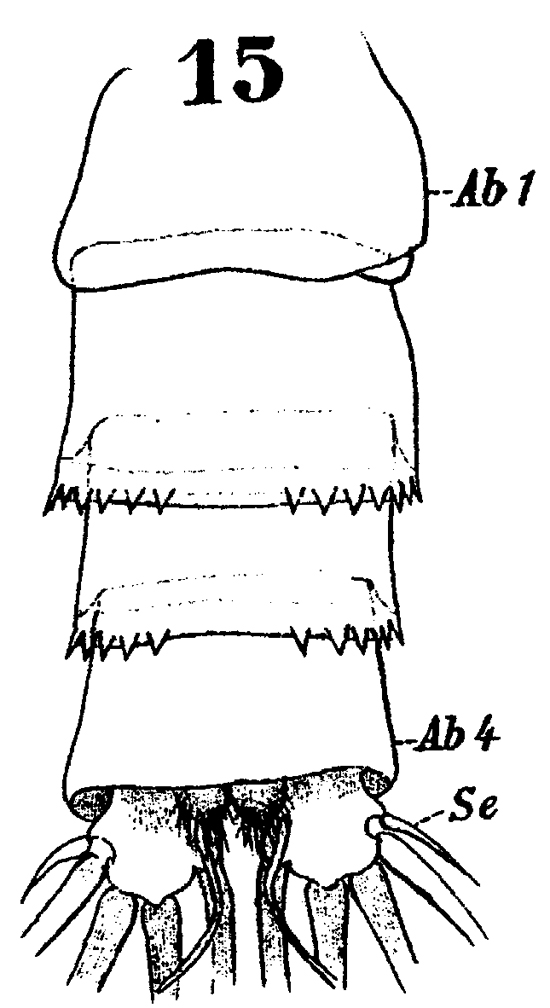 Espèce Euchirella messinensis - Planche 54 de figures morphologiques