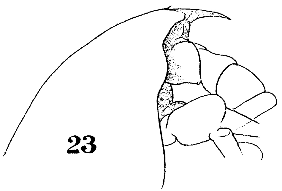 Species Euchirella rostrata - Plate 25 of morphological figures