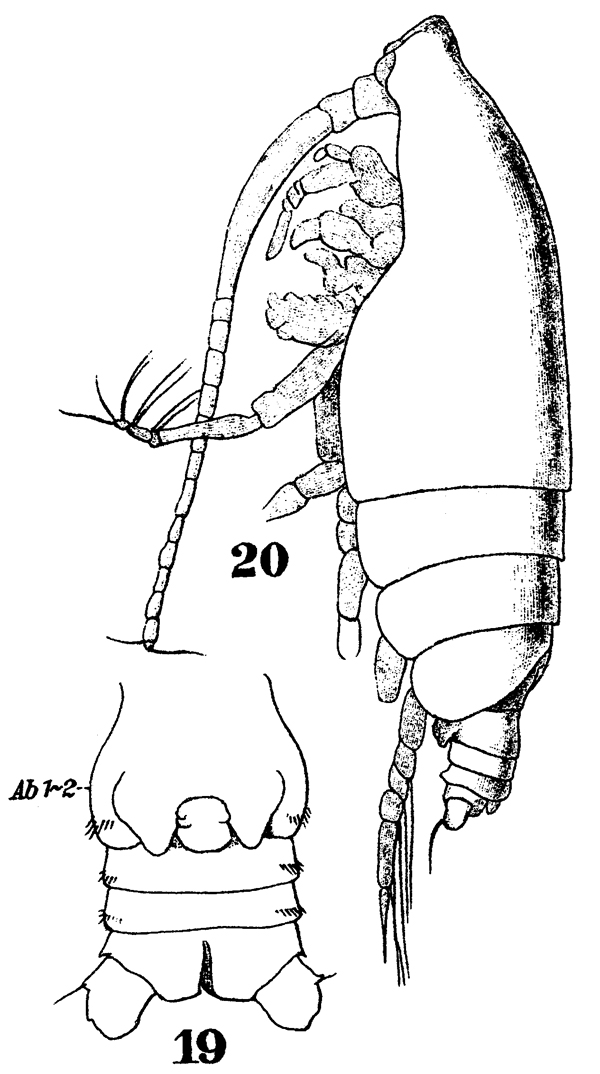 Species Euchirella curticauda - Plate 18 of morphological figures