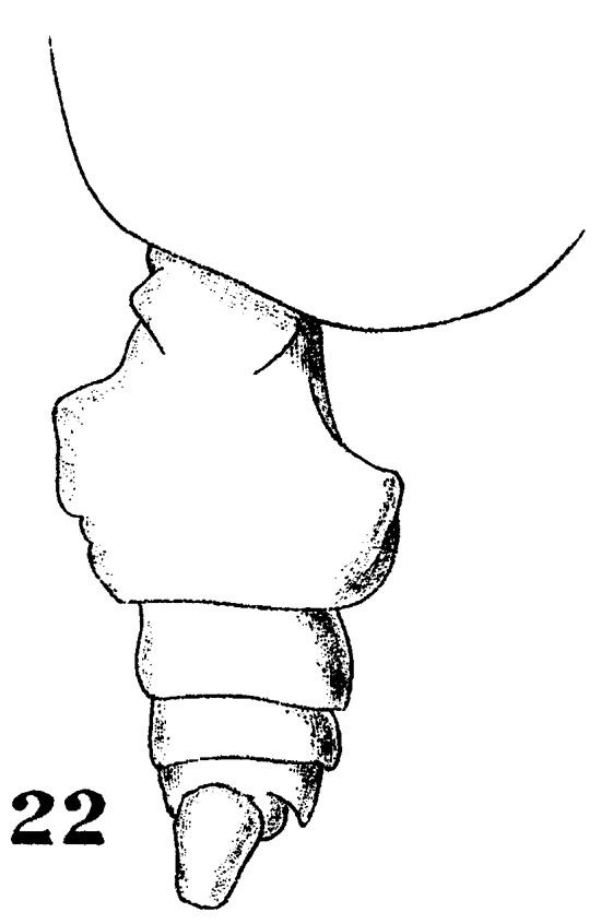 Espèce Euchirella grandicornis - Planche 6 de figures morphologiques