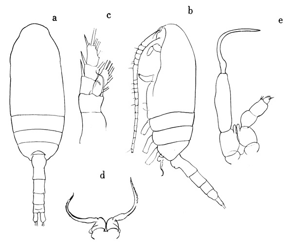 Espce Drepanopus pectinatus - Planche 1 de figures morphologiques