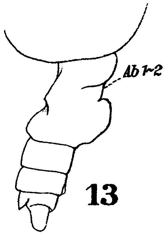 Espèce Euchirella pulchra - Planche 15 de figures morphologiques