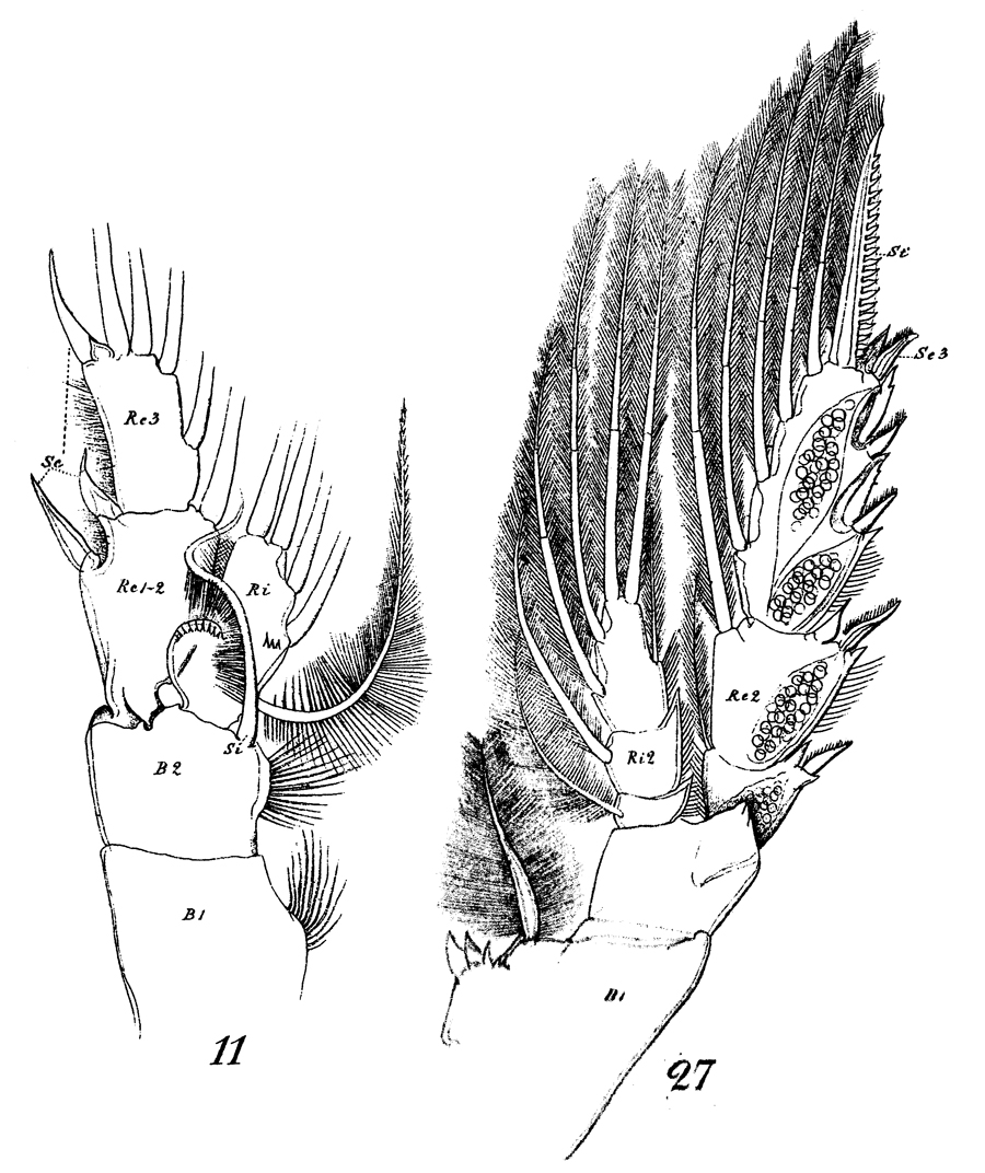 Espce Euchirella rostrata - Planche 31 de figures morphologiques