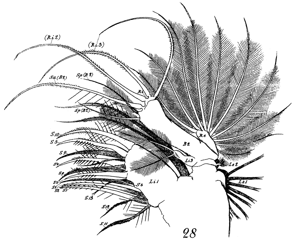 Espce Euchirella rostrata - Planche 29 de figures morphologiques