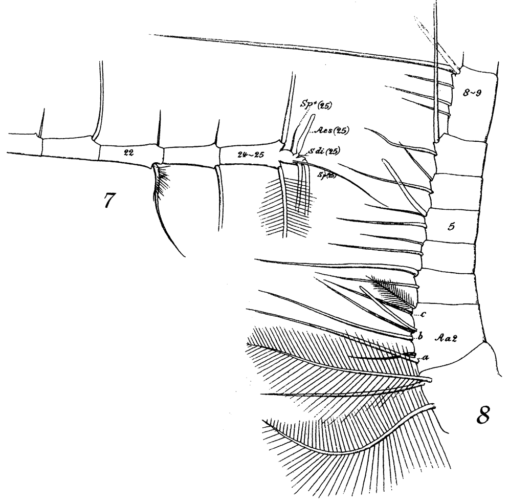 Espce Euchirella rostrata - Planche 26 de figures morphologiques