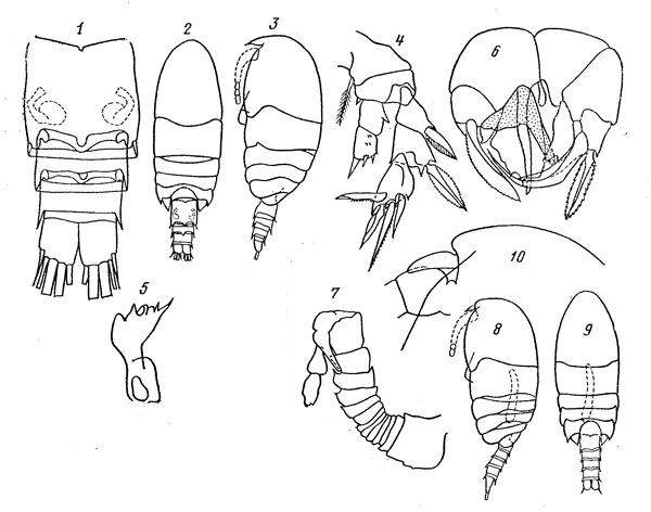 Espèce Pseudocyclops pumilis - Planche 1 de figures morphologiques