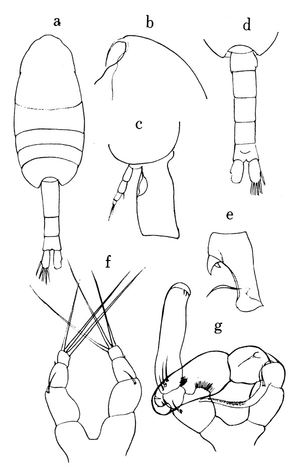 Espce Metridia curticauda - Planche 1 de figures morphologiques