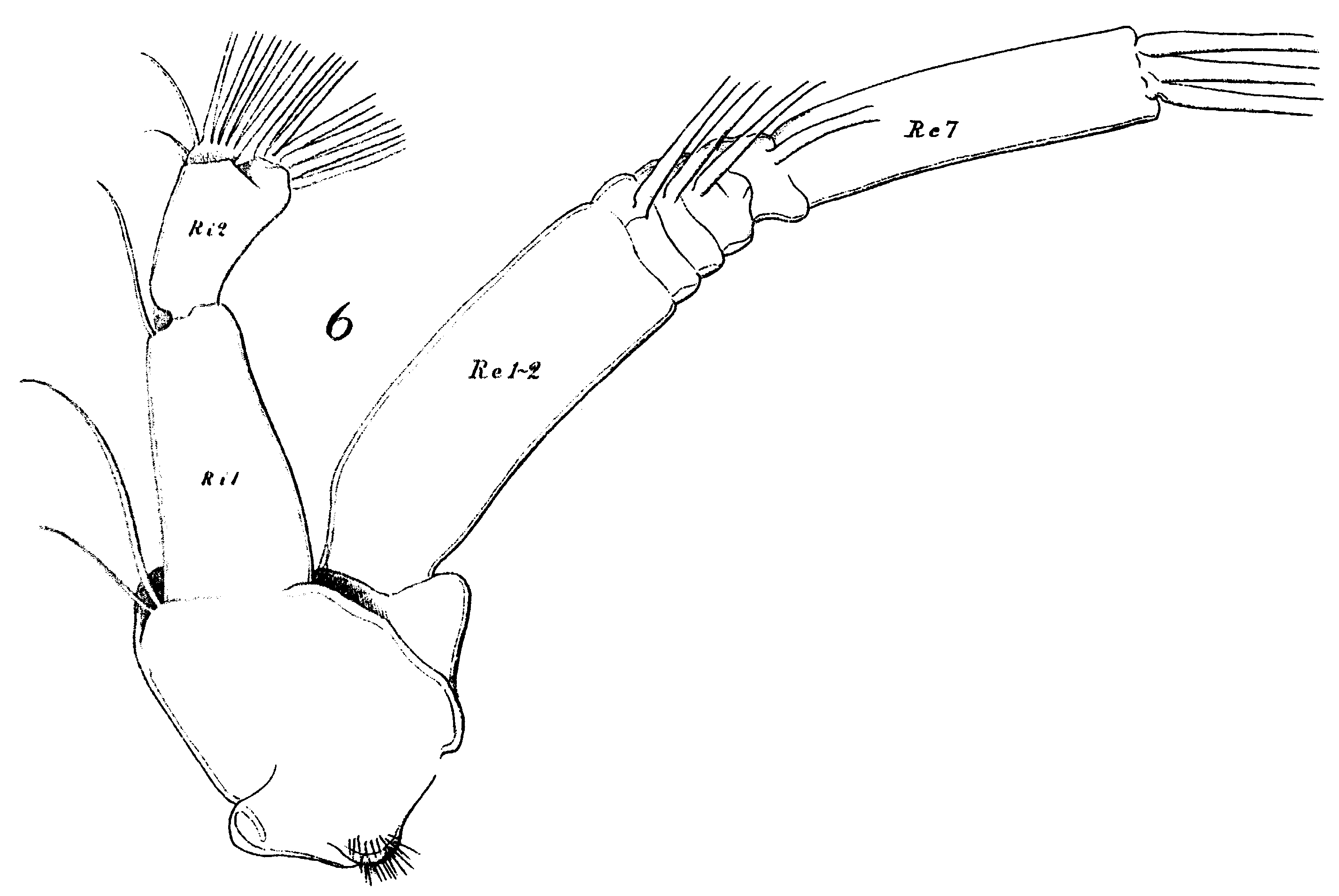 Espce Euchirella rostrata - Planche 27 de figures morphologiques
