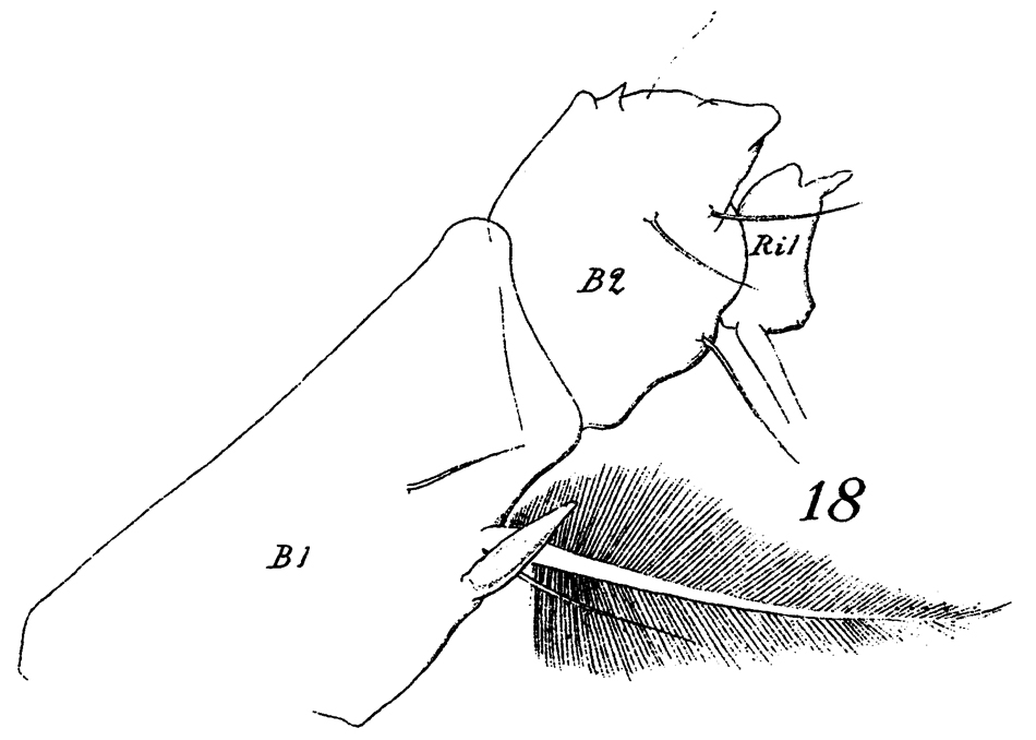 Espce Euchirella galeatea - Planche 9 de figures morphologiques
