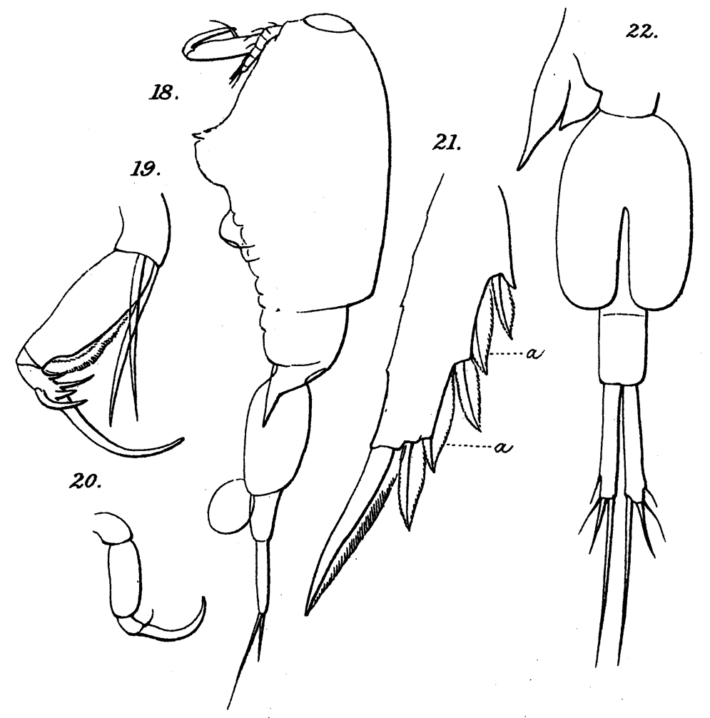 Espce Corycaeus (Agetus) limbatus - Planche 15 de figures morphologiques