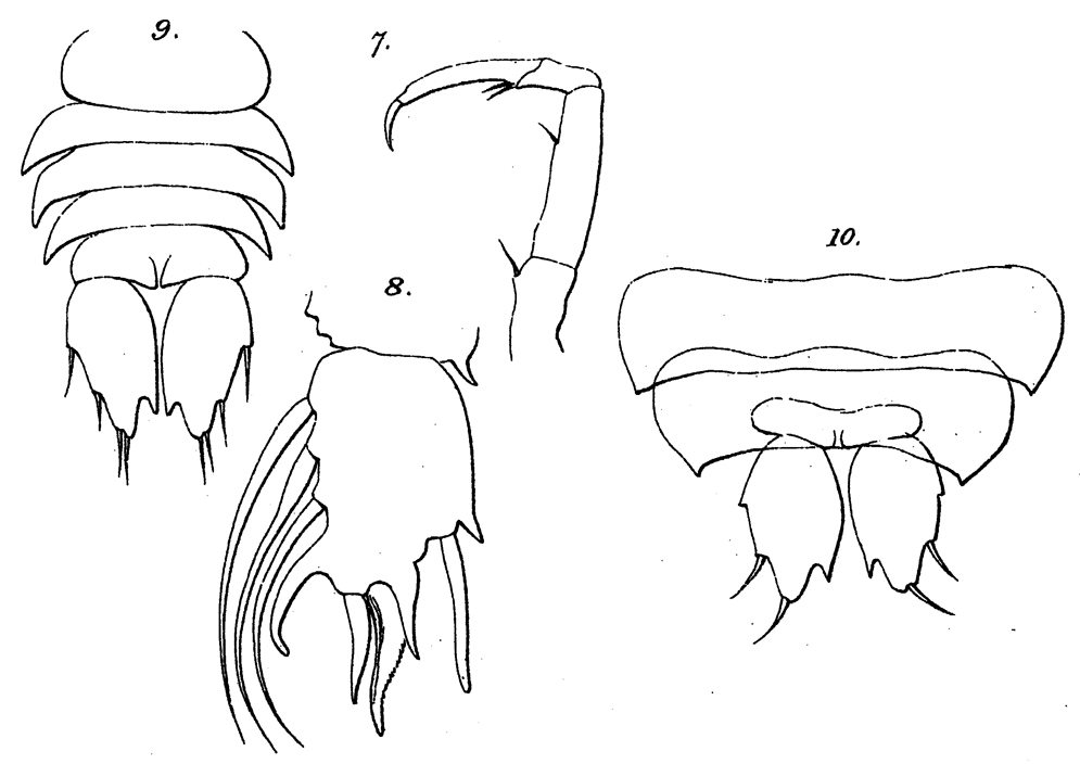Espce Sapphirina sinuicauda - Planche 14 de figures morphologiques