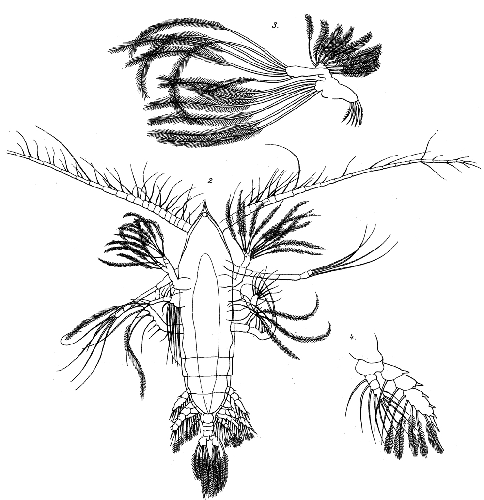 Espèce Haloptilus aculeatus - Planche 1 de figures morphologiques