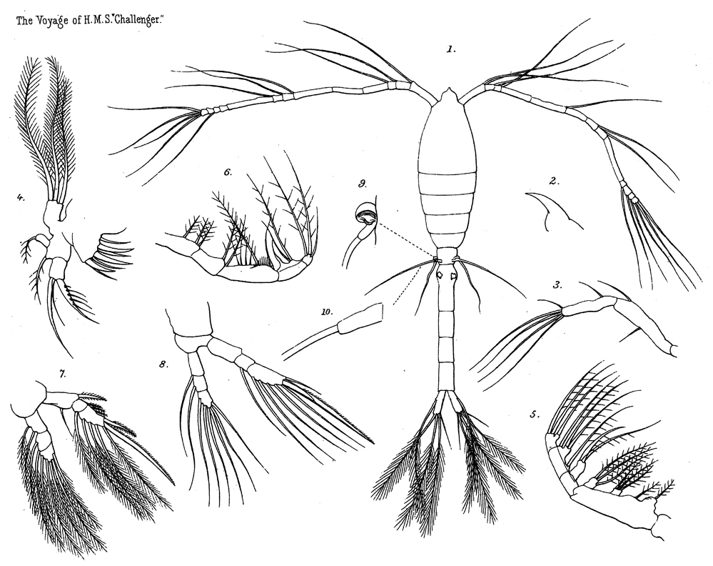 Species Oithona setigera - Plate 13 of morphological figures