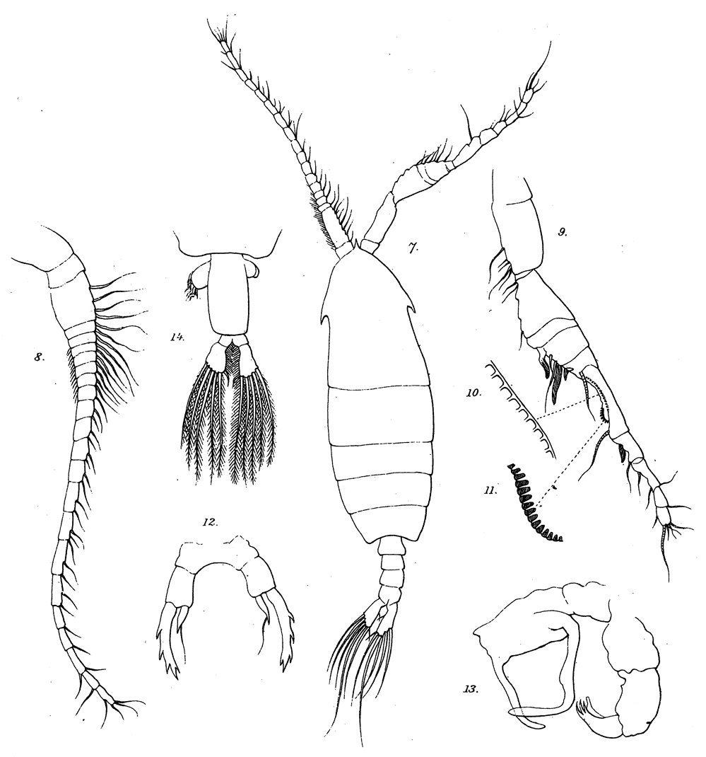 Espce Ivellopsis elephas - Planche 3 de figures morphologiques