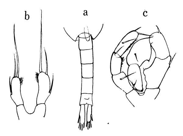 Espce Metridia venusta - Planche 1 de figures morphologiques