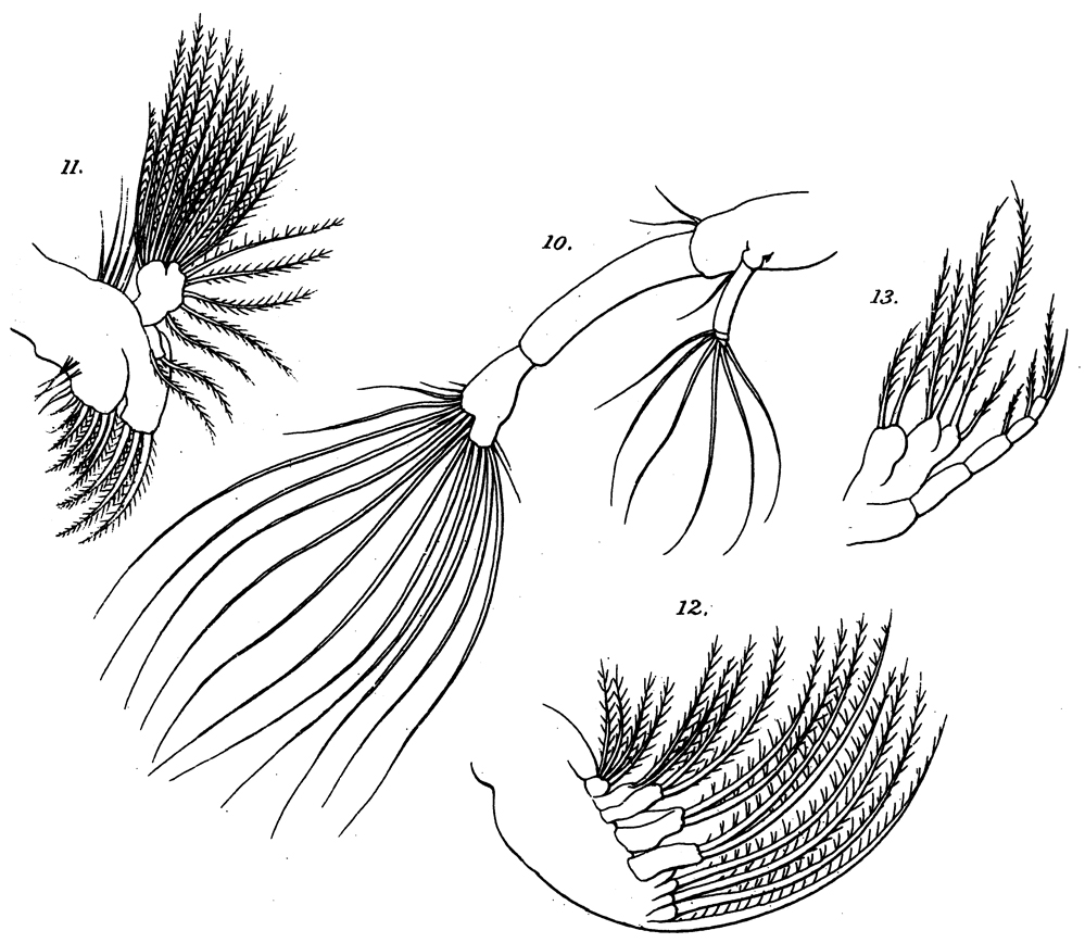 Species Pontellopsis villosa - Plate 14 of morphological figures