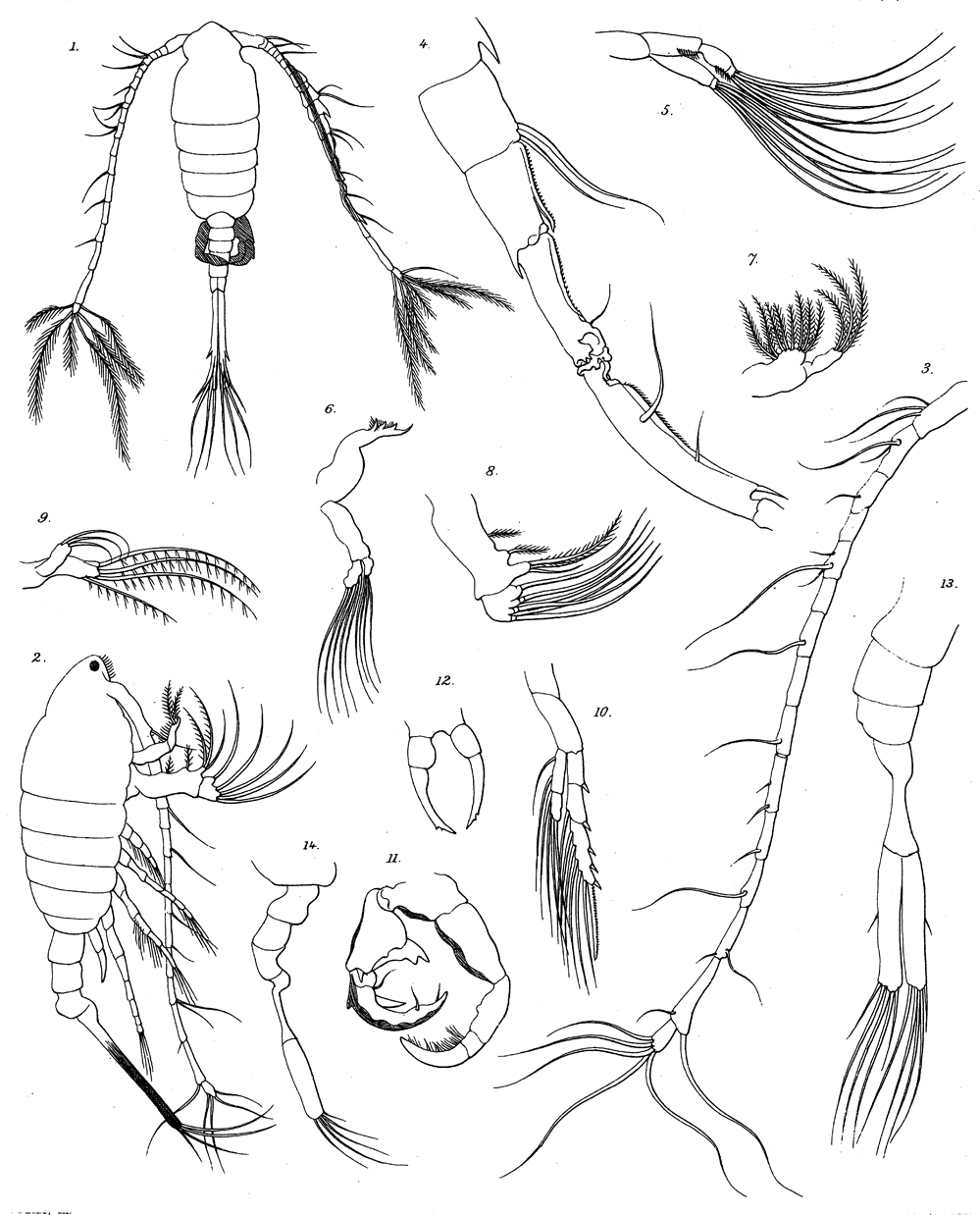 Espce Tortanus (Tortanus) gracilis - Planche 6 de figures morphologiques