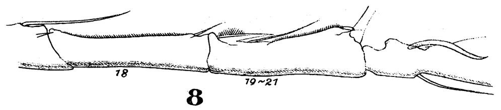 Espèce Acartia (Odontacartia) lilljeborgi - Planche 4 de figures morphologiques