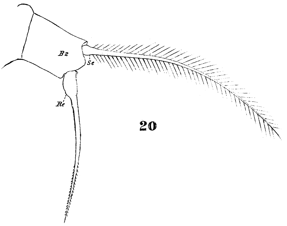 Espèce Acartia (Odontacartia) lilljeborgi - Planche 5 de figures morphologiques