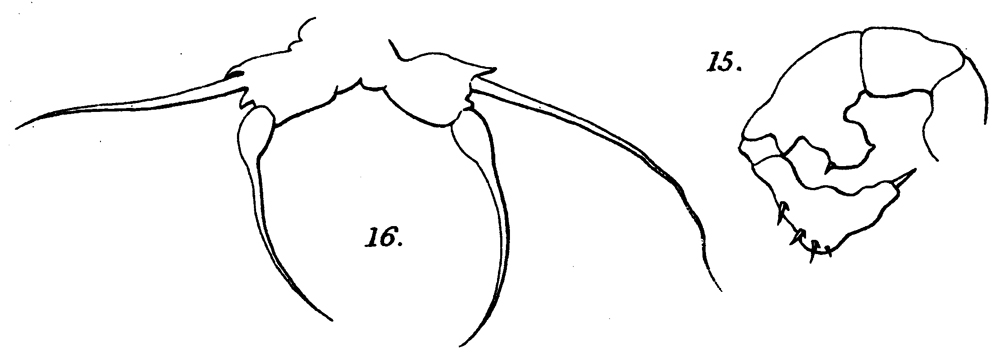 Espèce Acartia (Odontacartia) lilljeborgi - Planche 7 de figures morphologiques