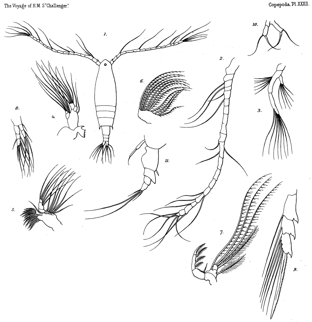 Species Acartia (Odontacartia) erythraea - Plate 9 of morphological figures
