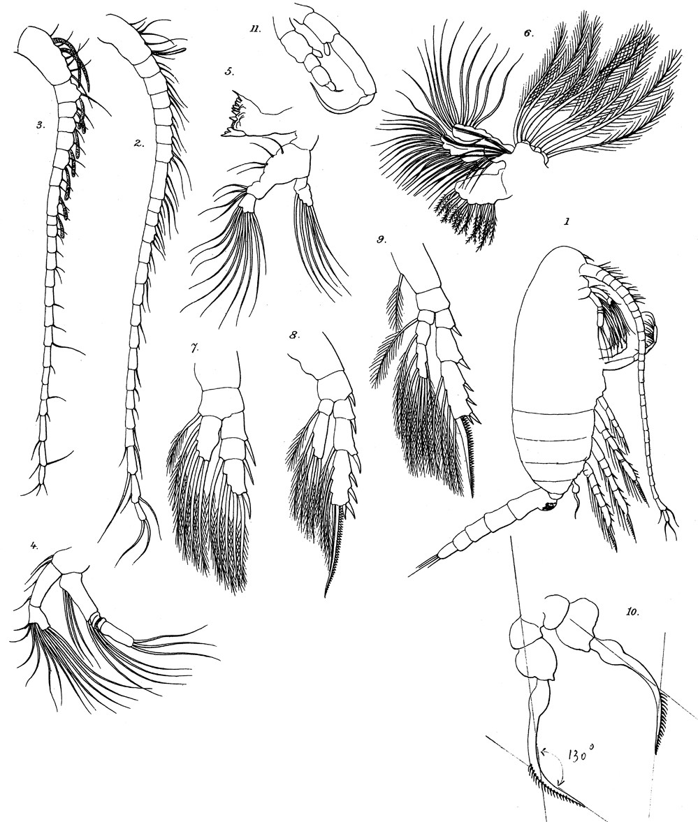 Species Drepanopus pectinatus - Plate 13 of morphological figures
