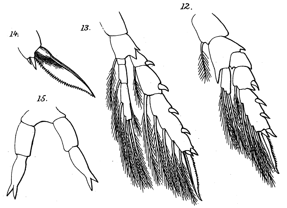 Espèce Clausocalanus furcatus - Planche 13 de figures morphologiques