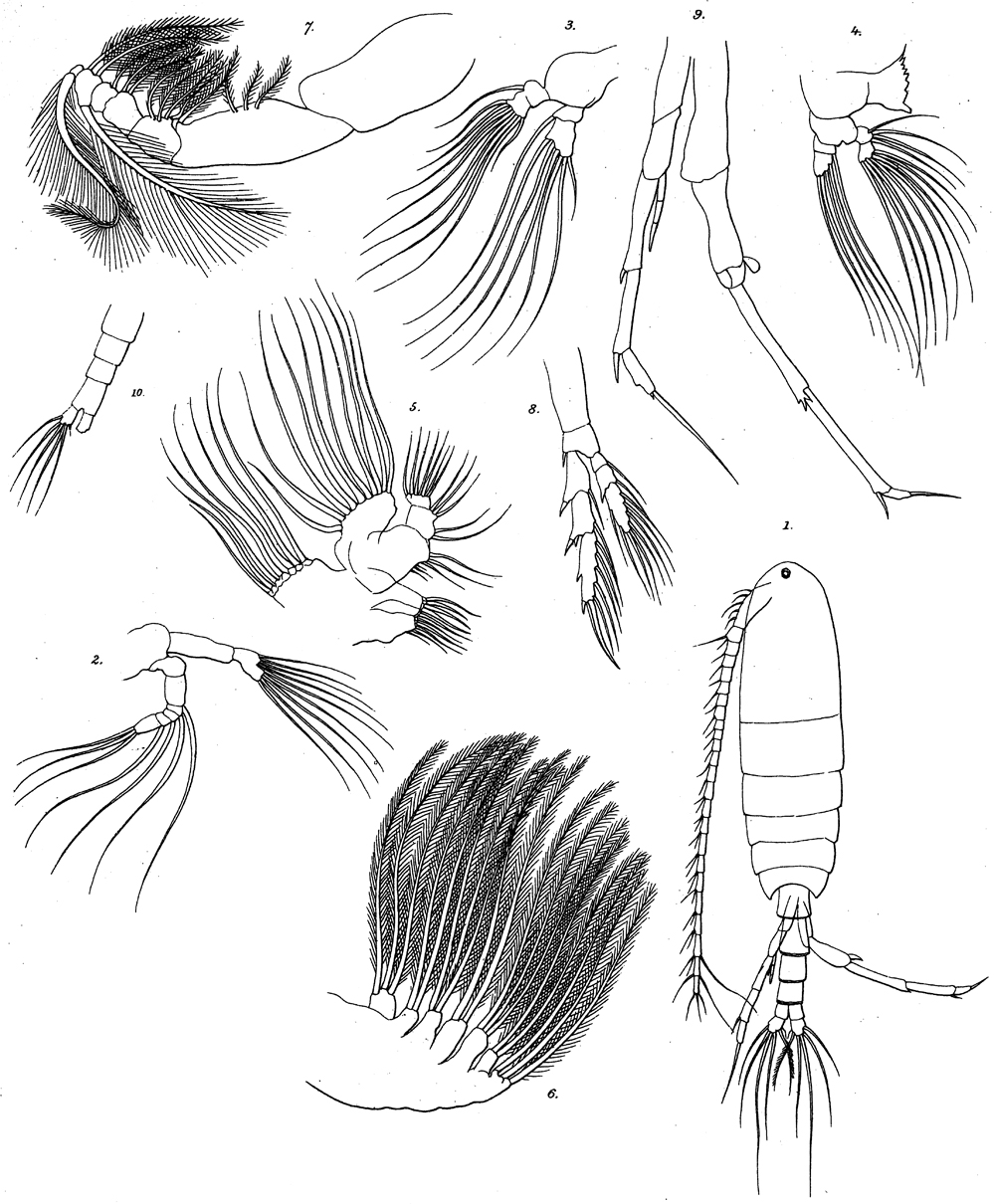 Species Calanoides patagoniensis - Plate 10 of morphological figures