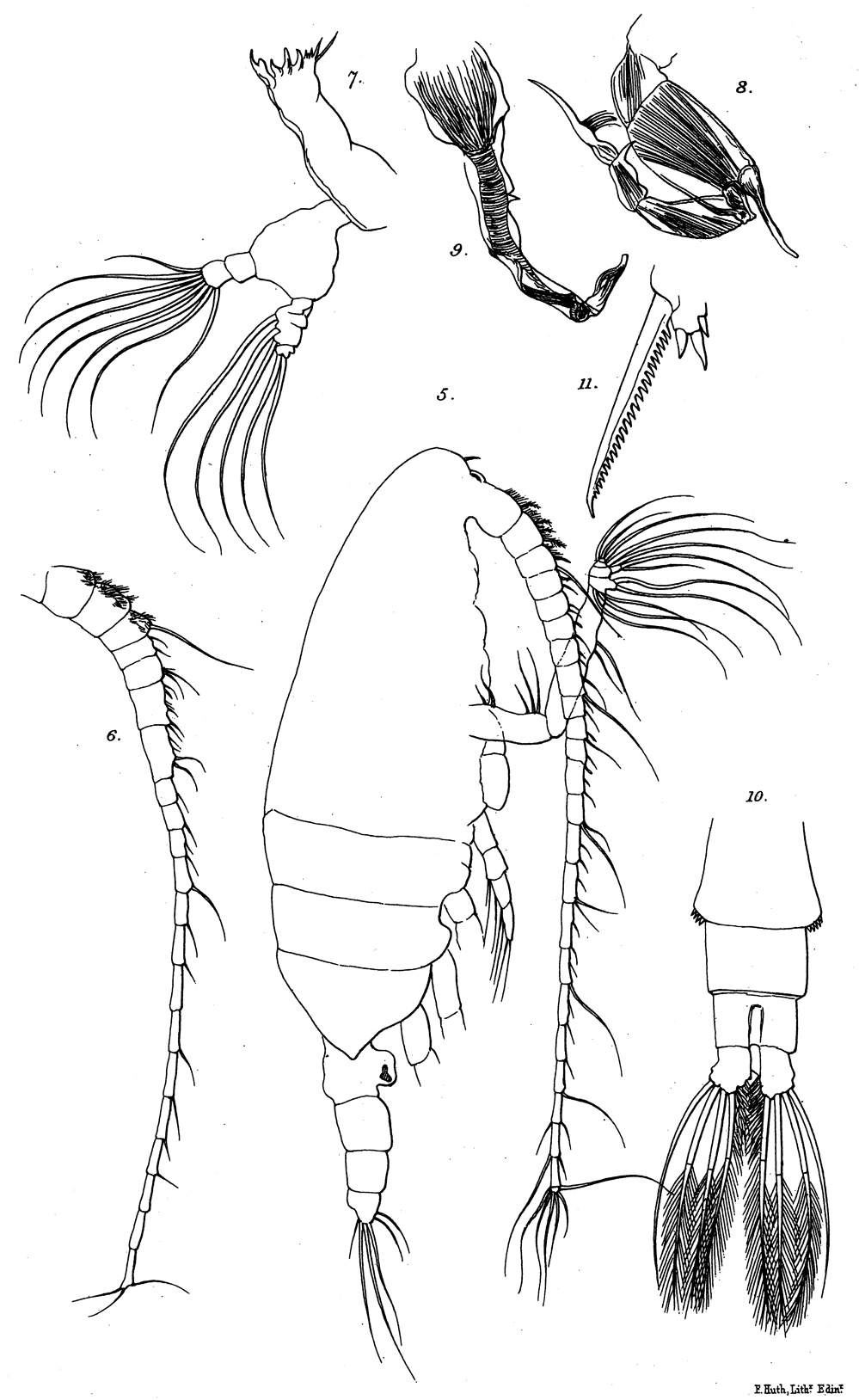 Species Undeuchaeta plumosa - Plate 16 of morphological figures