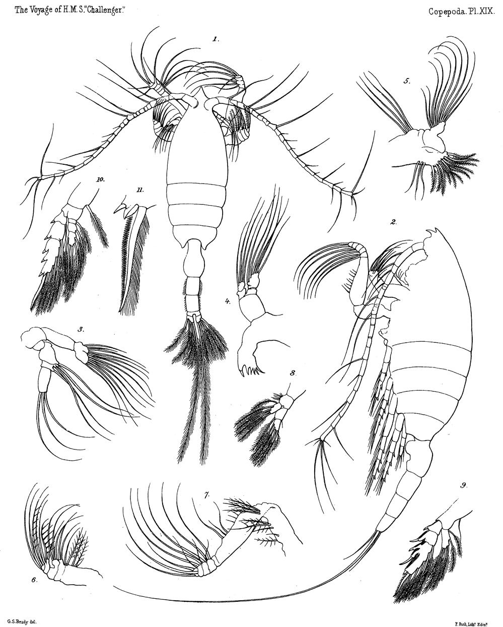 Species Euchaeta rimana - Plate 14 of morphological figures