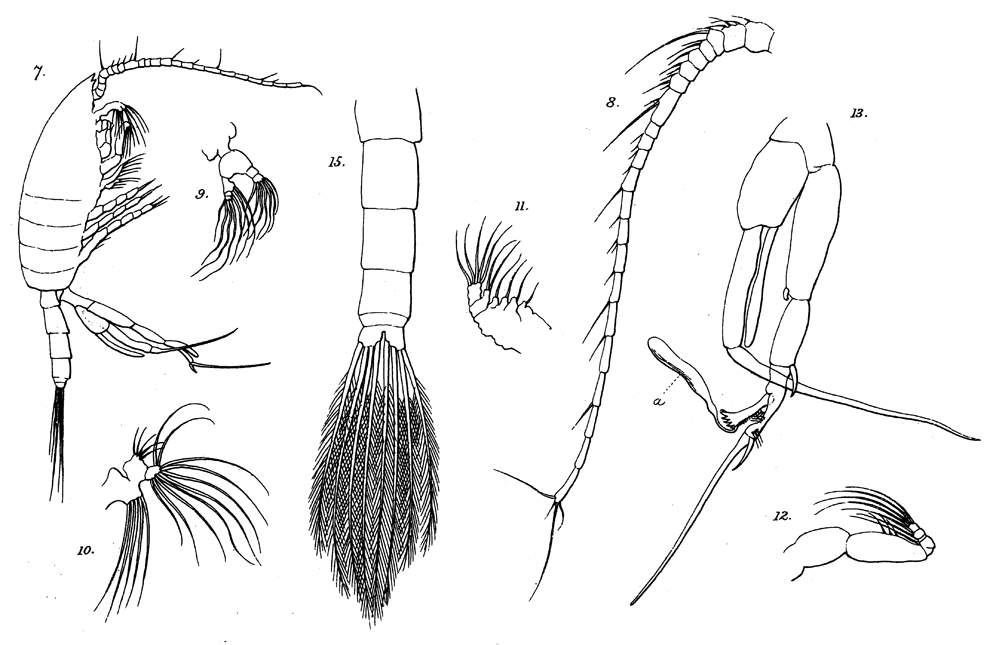Species Euchaeta rimana - Plate 15 of morphological figures