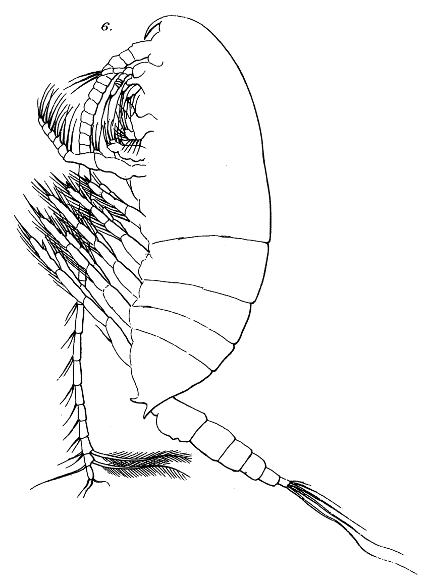 Espèce Undinula vulgaris - Planche 18 de figures morphologiques