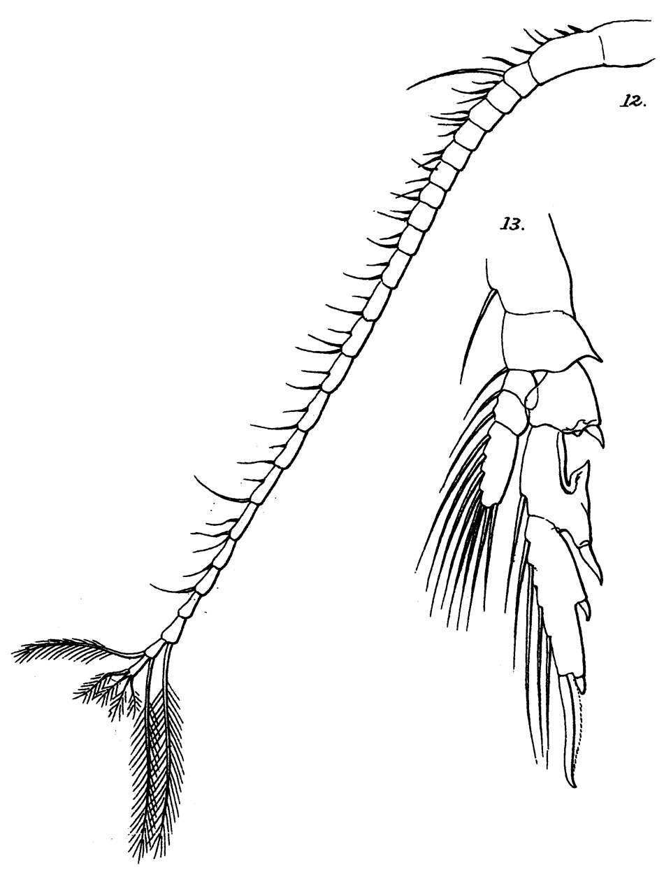 Species Undinula vulgaris - Plate 19 of morphological figures